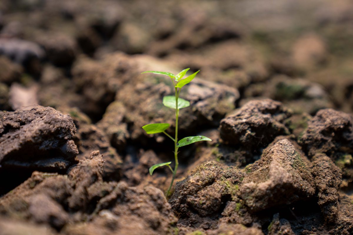 TDF Nature Series